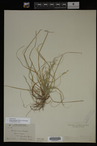 Carex albicans image
