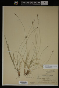 Carex albicans image