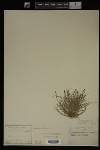 Carex albicans image
