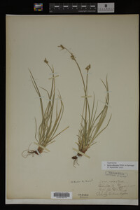 Carex albicans image