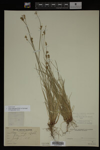 Carex albicans image