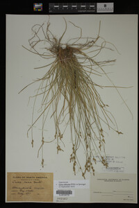 Carex albicans image