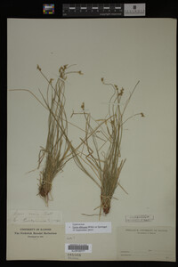 Carex albicans image