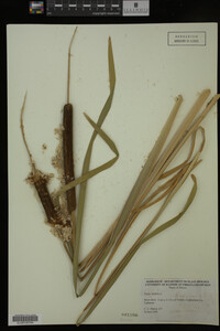 Typha latifolia image