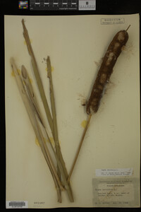 Typha latifolia image