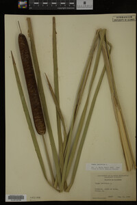 Typha latifolia image