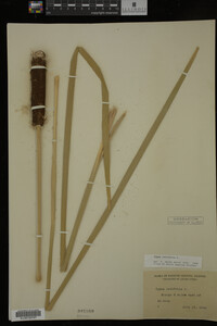 Typha latifolia image