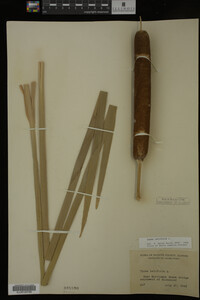 Typha latifolia image