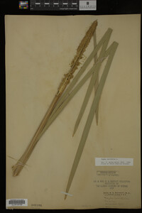 Typha latifolia image