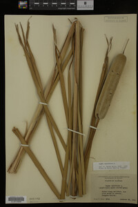 Typha latifolia image