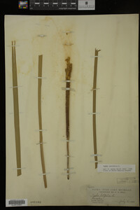 Typha latifolia image