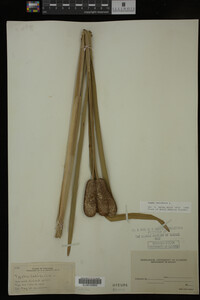 Typha latifolia image
