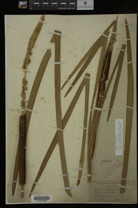 Typha latifolia image