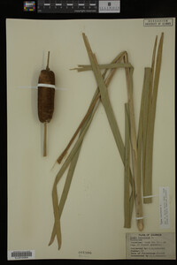 Typha latifolia image