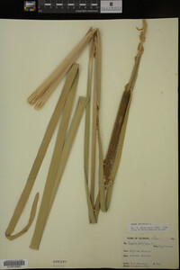 Typha latifolia image