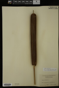 Typha latifolia image