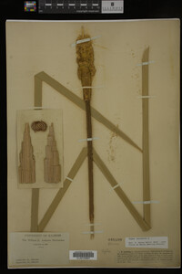 Typha latifolia image