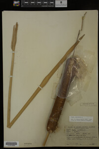 Typha latifolia image