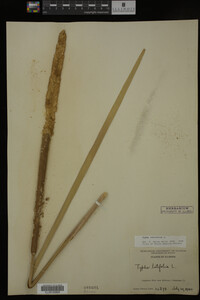 Typha latifolia image