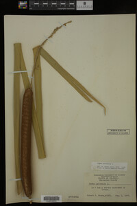 Typha latifolia image