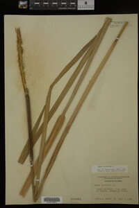 Typha latifolia image