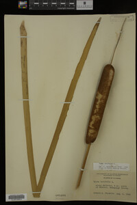Typha latifolia image