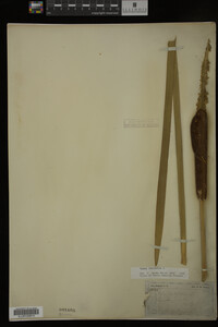 Typha latifolia image