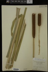 Typha latifolia image