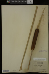 Typha latifolia image