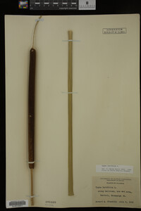Typha latifolia image