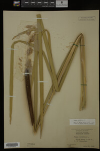 Typha latifolia image