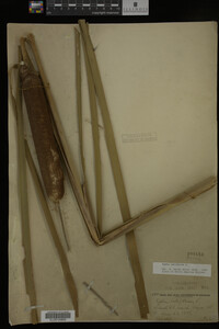 Typha latifolia image