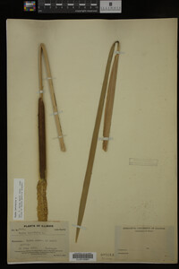 Typha latifolia image
