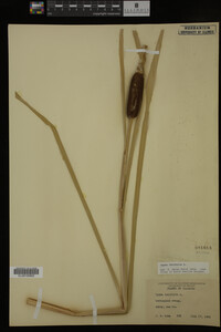 Typha latifolia image