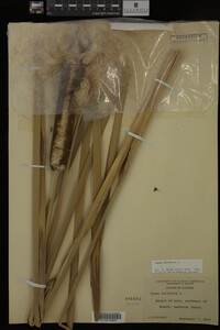 Typha latifolia image
