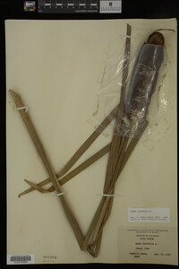 Typha latifolia image