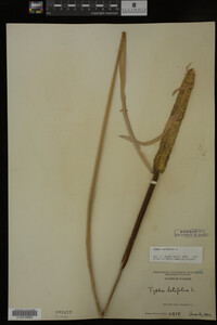 Typha latifolia image