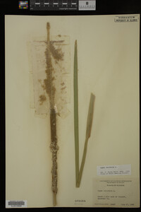 Typha latifolia image