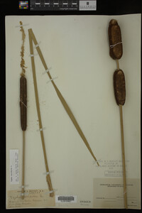 Typha latifolia image