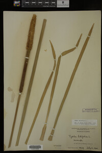 Typha latifolia image