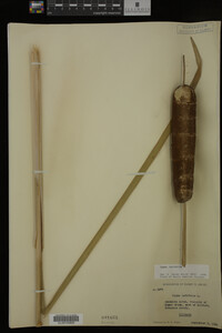 Typha latifolia image