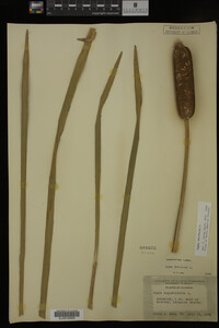 Typha latifolia image