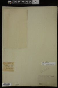 Typha latifolia image