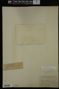 Typha latifolia image