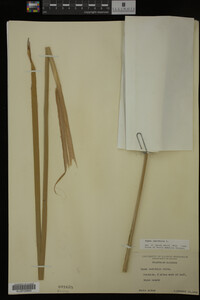 Typha latifolia image