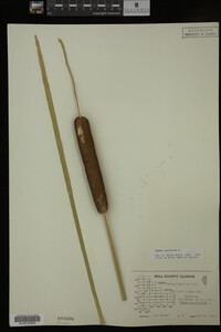Typha latifolia image