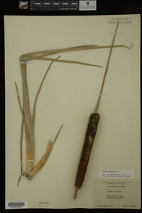 Typha latifolia image