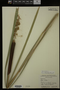 Typha latifolia image