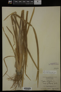 Typha latifolia image