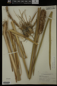 Typha latifolia image